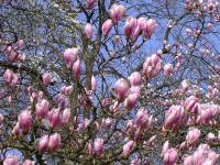 Fruehling in Baden Baden (6) 
